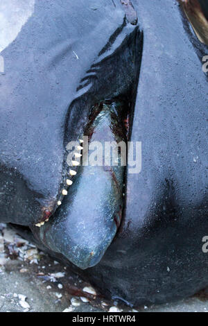 200 Tote lange Fin Grindwale gestrandet am Strand von Farewell Spit, Südinsel, neue Zealand.After Tod, Druck aufbaut und sie "explodieren". Stockfoto