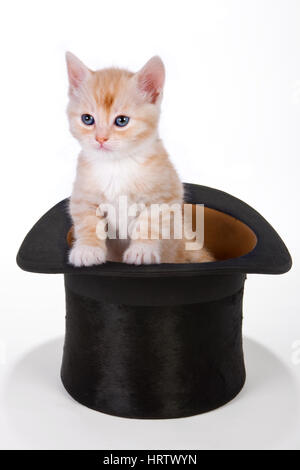 Sechs Wochen alte rote Kätzchen im Hut eines Zauberers Stockfoto