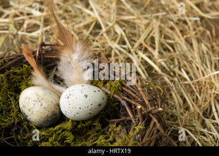 Gesprenkelte Vögelchen Eiern in einem Nest liegend Stockfoto