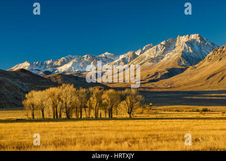 Mt Humphreys in der östlichen Sierra Nevada und Cottonwood Bäume bei Sonnenaufgang im Herbst in Round Valley in der Nähe von Bishop, Kalifornien, USA Stockfoto