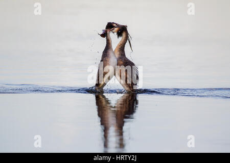 Great Crested Haubentaucher Balz Stockfoto