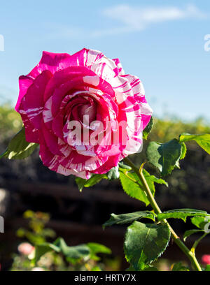 Nahaufnahme einer wunderschönen Blume stieg im Balboa Park, Kalifornien. Stockfoto