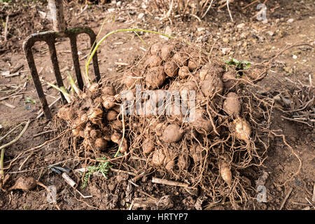 Dahlien Knollen hob nur für Überwinterung Stockfoto