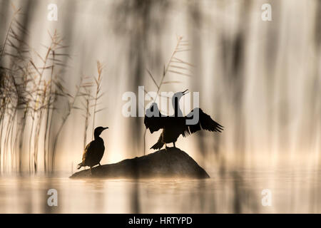 Paar Kormorane (Phalacrocorax Carbo) auf Felsen, Silhouette, Neuenburgersee, Schweiz Stockfoto