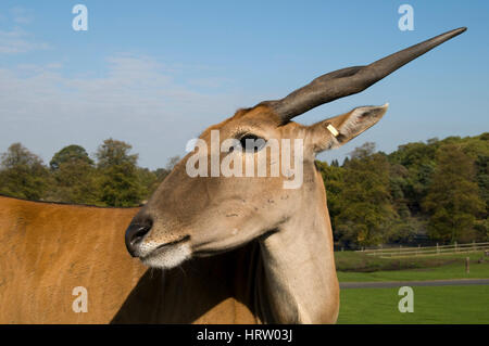 Gemeinsame Eland - Tauro oryx Stockfoto
