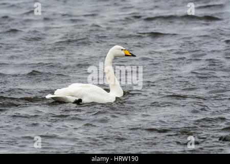 Singschwan (Cygnus Cygnus) Stockfoto