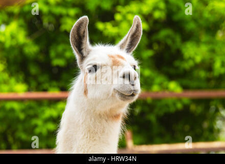 Lama im zoo Stockfoto