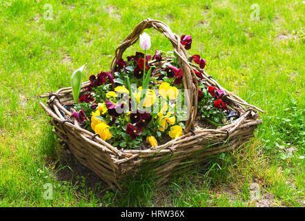 Korb mit Blumen Stockfoto