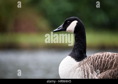 kanadische Ente am Ufer eines Sees Stockfoto