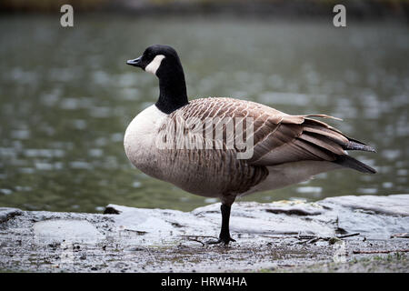 kanadische Ente am Ufer eines Sees Stockfoto