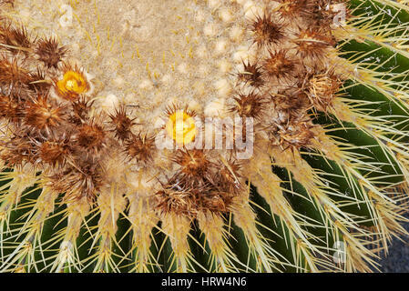 Echinocactus grusonii Stockfoto