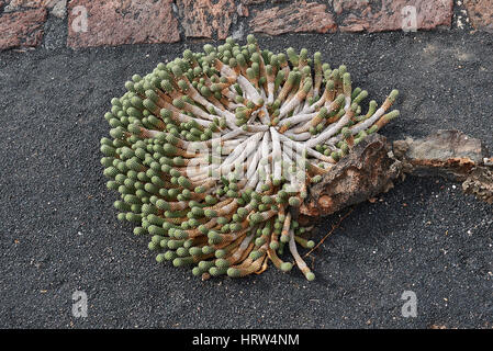 Euphorbia Caput-Medusen Stockfoto