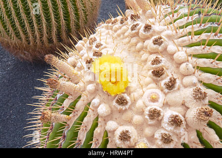Echinocactus platyacanthus Stockfoto