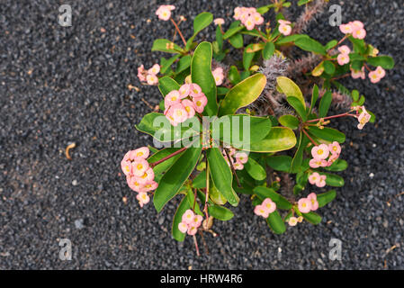 Euphorbia milii Stockfoto