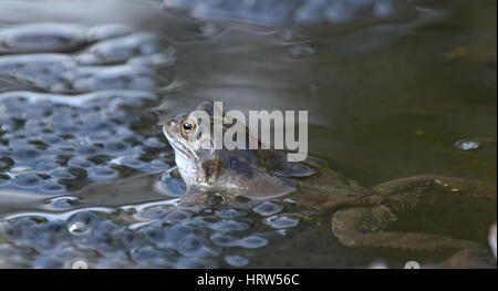 Gemeinsamen Frösche in einem Gartenteich, England Stockfoto