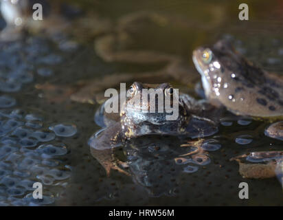 Gemeinsamen Frösche in einem Gartenteich, England Stockfoto