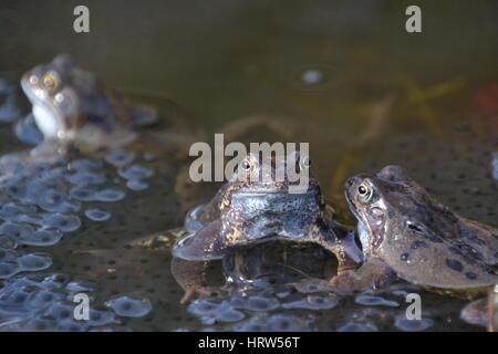 Gemeinsamen Frösche in einem Gartenteich, England Stockfoto