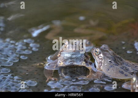 Gemeinsamen Frösche in einem Gartenteich, England Stockfoto