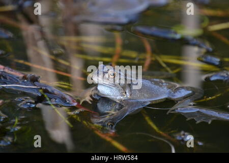Gemeinsamen Frösche in einem Gartenteich, England Stockfoto