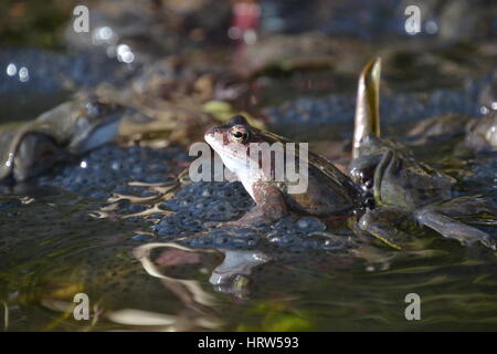Gemeinsamen Frösche in einem Gartenteich, England Stockfoto