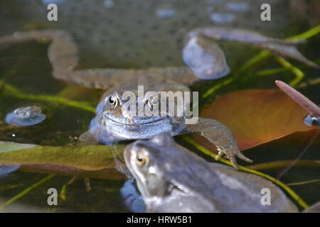 Gemeinsamen Frösche in einem Gartenteich, England Stockfoto