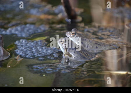 Gemeinsamen Frösche in einem Gartenteich, England Stockfoto