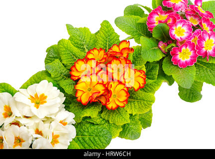 Bunte frische Primel, isoliert auf weiss Stockfoto