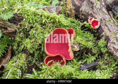 Sarcoscypha Coccinea, allgemein bekannt als der scharlachrote Elf Cup, scharlachrote Elf Kappe oder der Scarlet in Moos Stockfoto