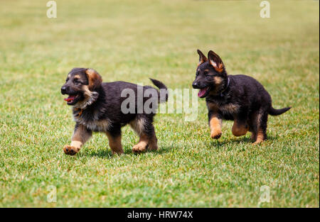 Zwei kleine Schäferhund Welpen laufen auf dem Rasen Stockfoto