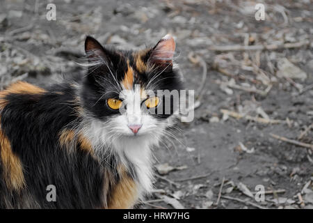 Tricolor Streukatze in Erwartung beobachten. Selektiven Fokus. Stockfoto