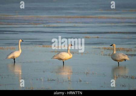 Tundra Schwäne im unteren Klamath National Wildlife Refuge, an der Grenze von Oregon, Kalifornien, USA. Stockfoto