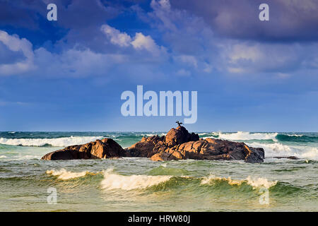 Sandstein-Boulder Birubi Beach am pazifischen Küste von New South Wales, Australien. Einsame Seevogel oben auf dem Felsen Baden im warmen Strahlen der aufgehenden Sonne zwischen Surfen Stockfoto