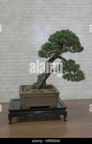 Bonsai-Baum, Weymouthskiefer. Stockfoto