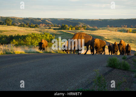 Bisons (Bison Bison) Herde auf Fahrbahn im Theodore-Roosevelt-Nationalpark, ND, USA Stockfoto