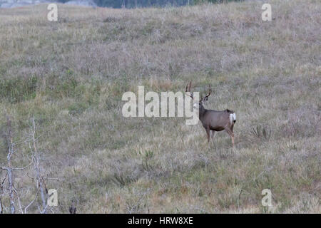 Maultierhirsch (Odocoileus Hemionus), Theodore-Roosevelt-Nationalpark, ND, USA Stockfoto