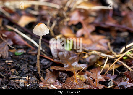 Kleinen Fliegenpilz in Blatt Wurf, Cornwall, England, Großbritannien. Stockfoto