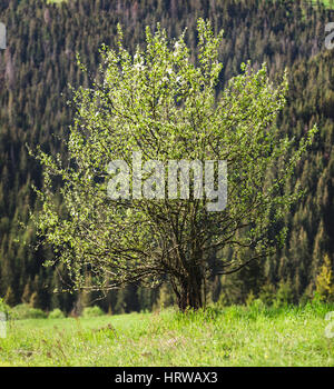 Einsam blühenden Baum auf einem Hintergrund von Bergen Stockfoto