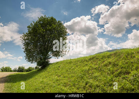 Einsamer Baum auf grünem Hügel gegen blauen Himmel mit Wolken Stockfoto