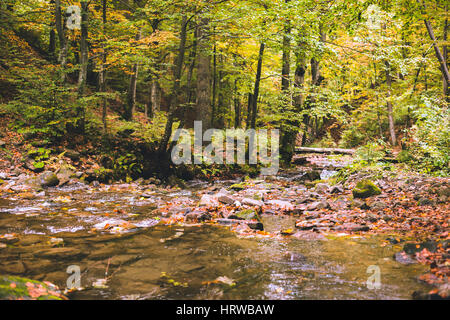 Ein kleiner Bach im Herbstwald Buche. Die abgefallenen Blätter. Alte Protokolle und Felsen mit Moos bedeckt. Stockfoto