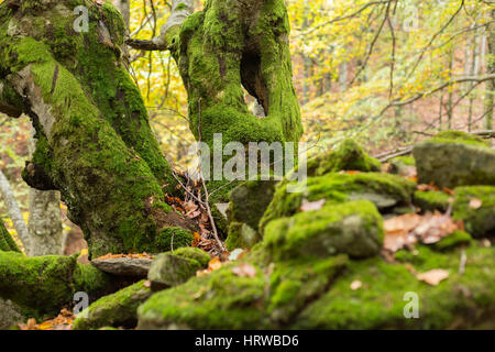 Tote Bäume mit Moos auf einem Hügel von Steinen im herbstlichen Wald bedeckt Stockfoto