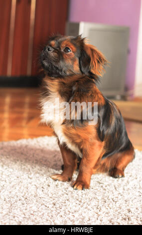 Pekinese Hund wartet auf eine Behandlung mit einer entzückenden pose Stockfoto