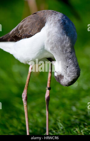 Schwarz-winged Stilt oder gemeinsame Stelzenläufer (Himantopus Himantopus) Stockfoto