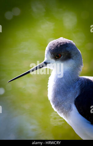 Schwarz-winged Stilt oder gemeinsame Stelzenläufer (Himantopus Himantopus) Stockfoto