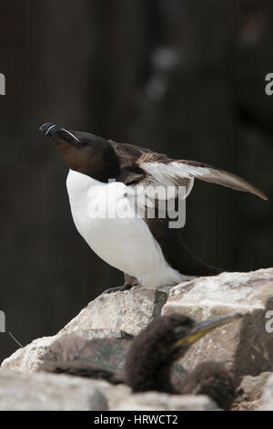 ein Erwachsener Tordalk (Alca Torda) ruht auf Felsen in Brutkolonie, Farne Inseln, Northumberland, UK Stockfoto