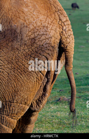 Afrikanischer Bush Elefant oder afrikanischen Savanne Elefanten (Loxodonta Africana) Stockfoto