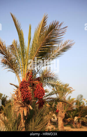 Termine auf Palme an der Küste des Roten Meeres Stockfoto