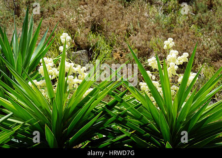 Yuccas mit blühenden Blumen wachsen in Whangarei Steinbruch in Neuseeland Stockfoto