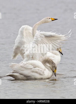 Singschwäne (Cygnus Cygnus) auf Venus Pool, Shrewsbury, Shropshire, uk, in der Nähe von Cross Häuser Stockfoto