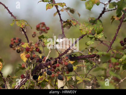 Gemeinsame Whitethroat (Sylvia Communis) auf einem Brombeerstrauch, Dungeness, Kent, Großbritannien in der Nähe der RSPB reserve, September 2013 Stockfoto