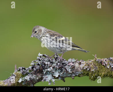 Weibliche Zeisig (Zuchtjahr Spinus) auf einem Flechten bedeckten Zweig im Winter, Grenzen Wales/Shropshire, uk, 2017 Stockfoto